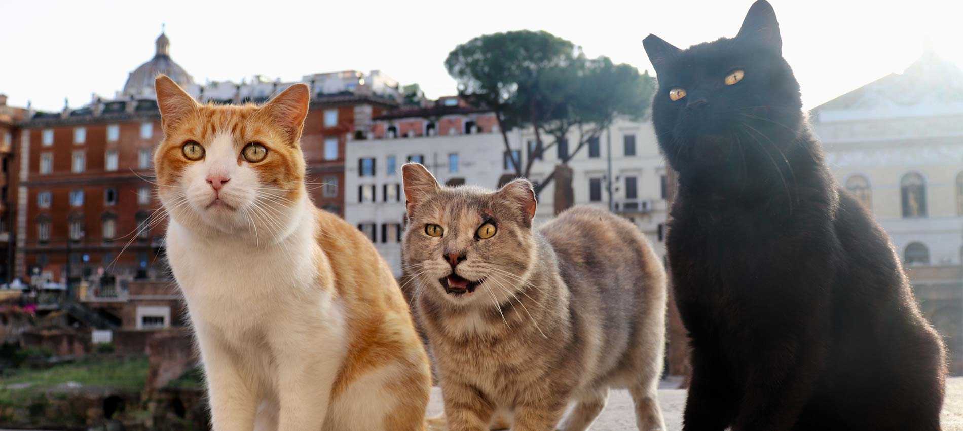 Roman Cats Torre Argentina Cat Santuary the oldest in Rome