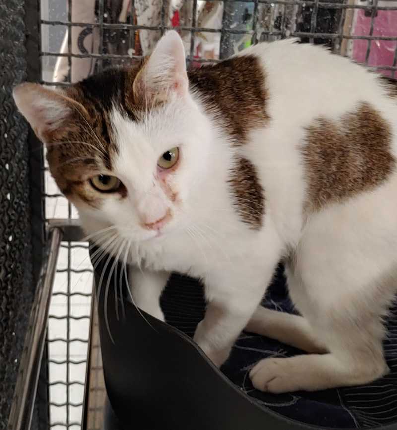 Zeyu Gatti di Roma Cats