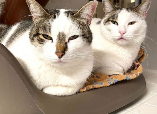 Cassius & Clay