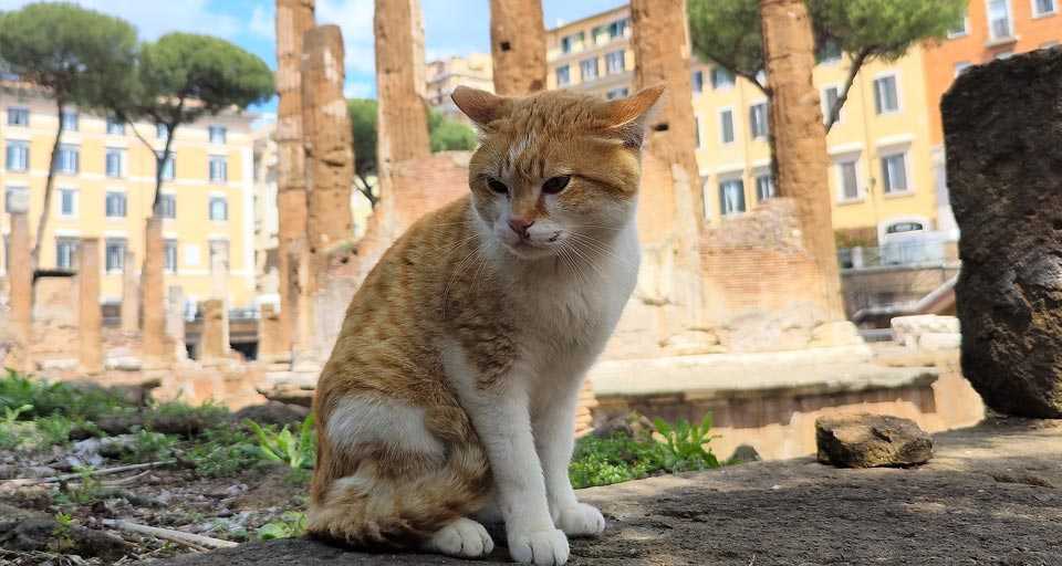 Gatti di Roma